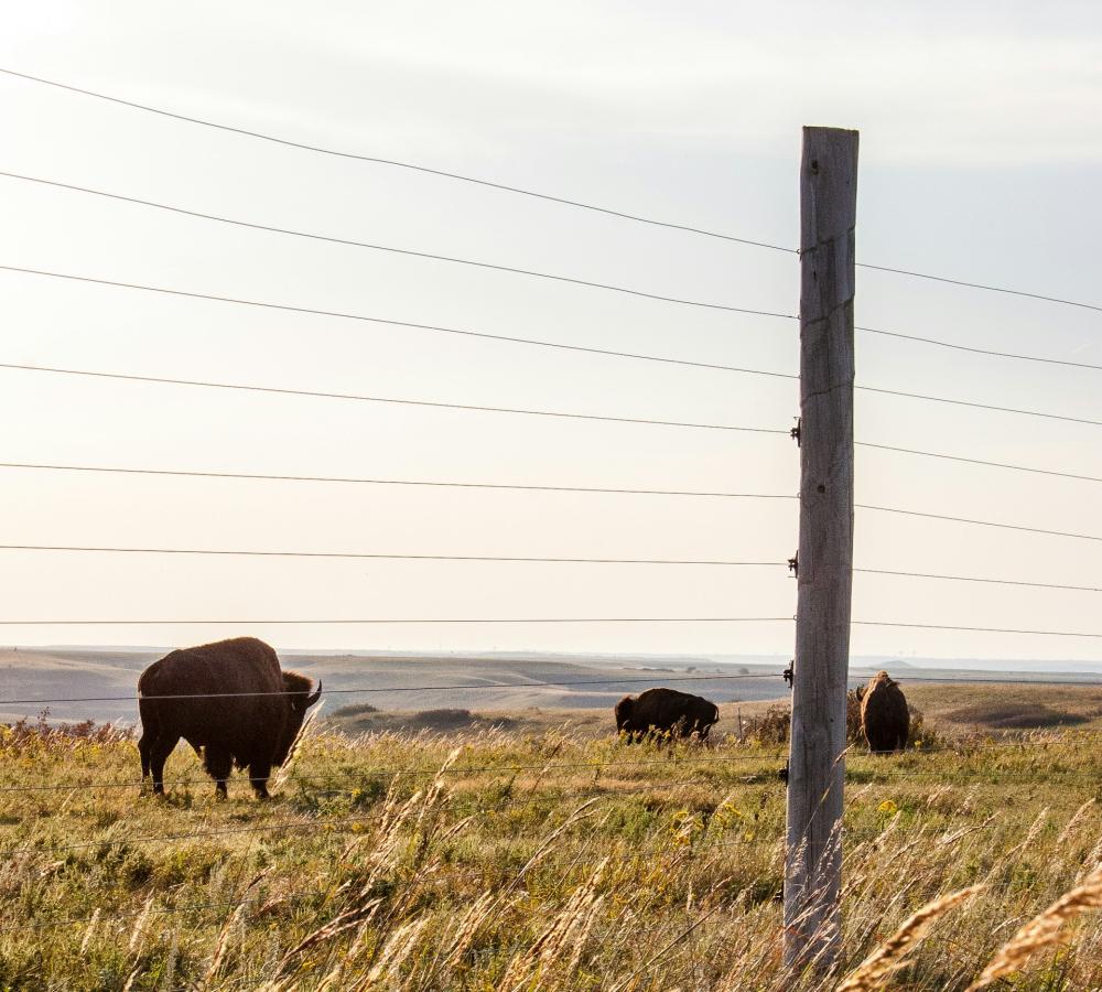 field with bison