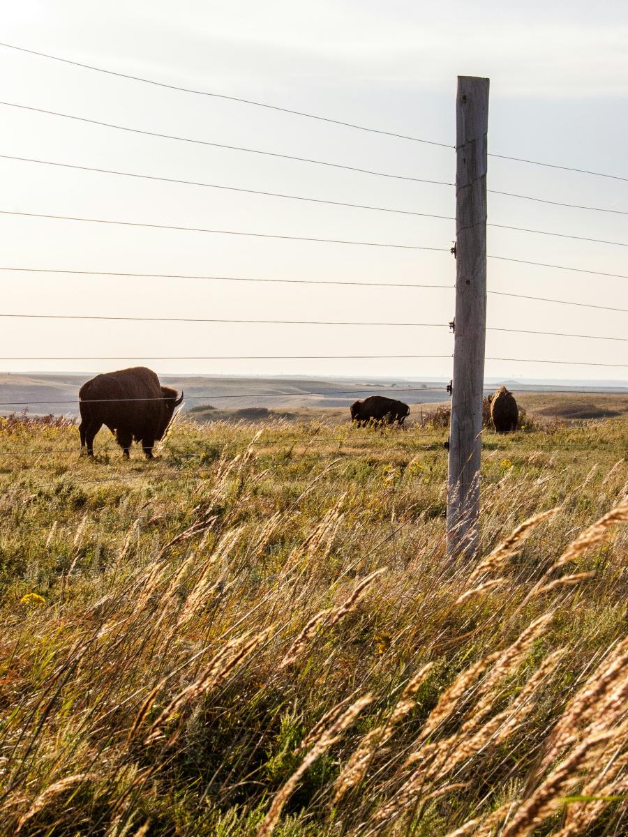 field with bison